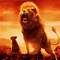 lionnes1 avatar